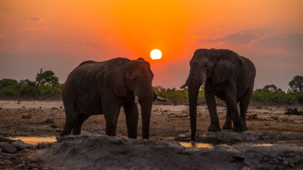 Elephants Sunset
