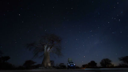 Great baobab under the stars