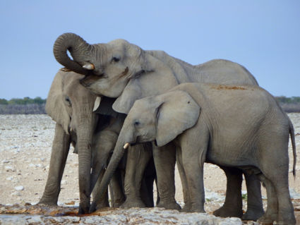 Grey Giants of Etosha Park, Namibia