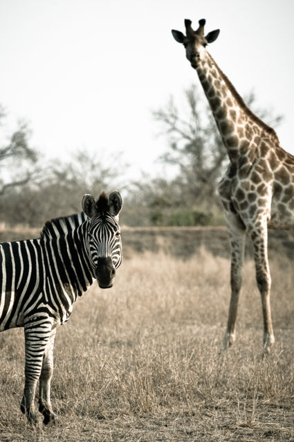Zebra en Giraffe kijken ons aan