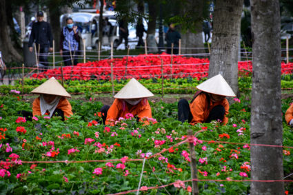 Tuinieren bij het Hoi Kiem meer in Hanoi