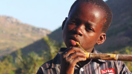 Sugar cane in Malawi