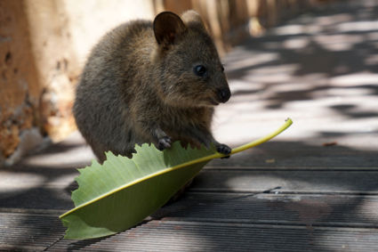 Quokka, the happiest animal in the world
