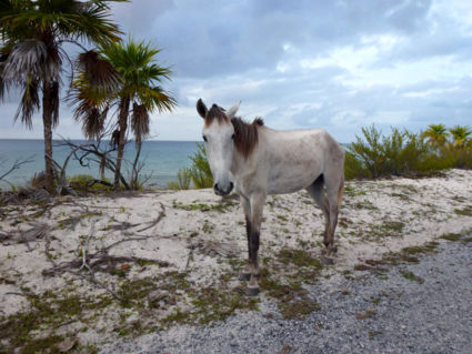 Wild horse near Maria la Gorda in Cuba