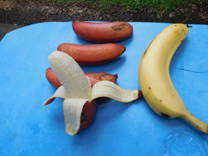 Een rode banaan