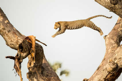 Jumping Leopard