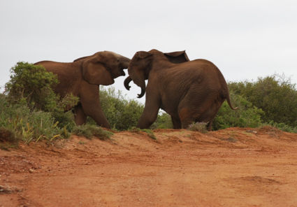 Boze olifanten op de weg in het Addo National Park
