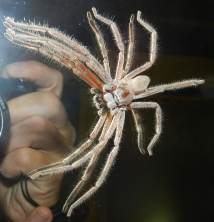 16 potige 7 cm. grote spin op spiegel bij Bark Hut Inn Kakadu NP N.T. Australia