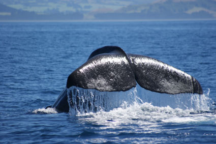 Walvis spotten bij Kaikura