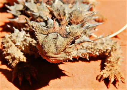 Ontmoeting van heel dichtbij met een Thorny Devil. (reptile centre Alice Springs)