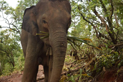 Do I need to say more.. Hoe indrukwekkend zijnde olifanten en dan met name dichtbij!