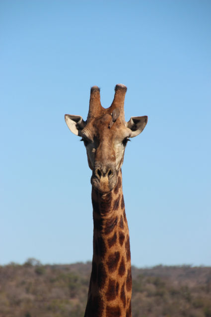 Indrukwekkende ontmoeting met majestueuze giraf en zijn kleine medereizigers