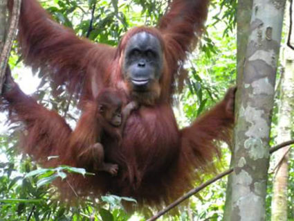 Oerang oetang met jong in Gunung Leuser Bukit Lawang Sumatra