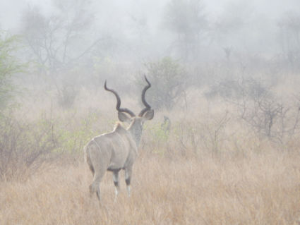 Krugerpark in de mist