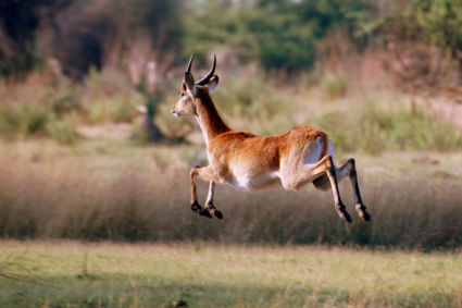 Gazelle met 4 poten los van de grond.