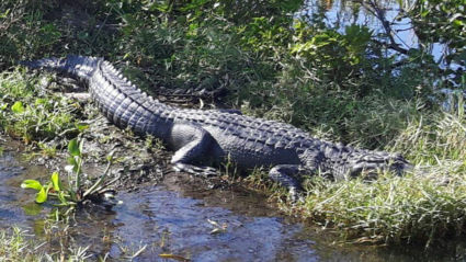 Swamptour