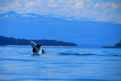 Springende orca tijdens onze tocht in Campbell River.