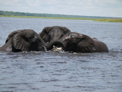 Lekker ravotten in het water!