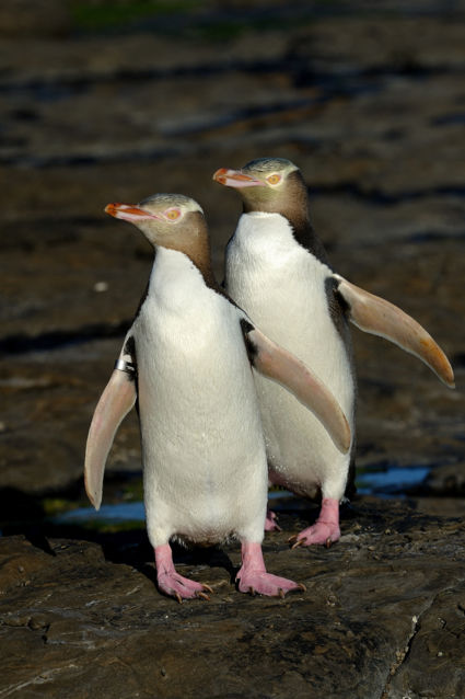 Koppel YEP's (Yellow Eyed Penguin)