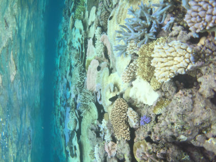 Great barrier Reef Port douglas