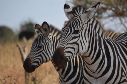 Zebra portrait as a beginner photographer