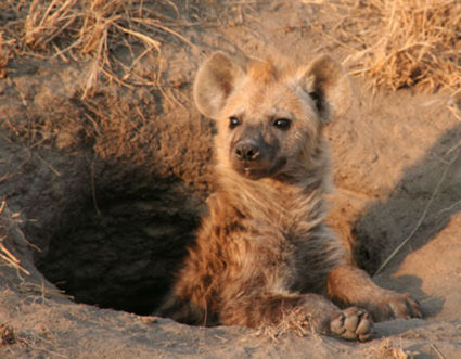 Hyena