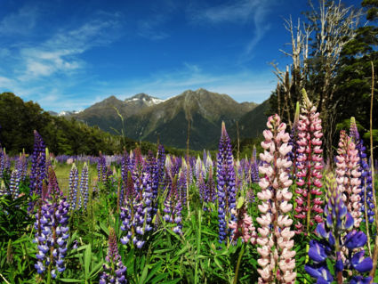 Betoverende wereld te midden van het Nieuw Zeelandse Fiordland