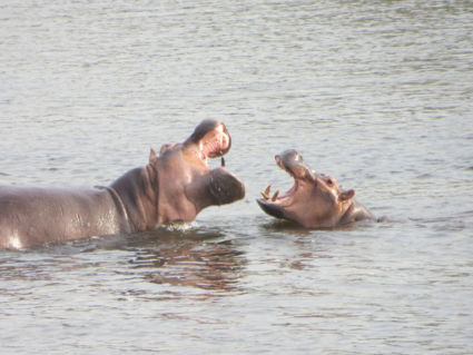 Hippo gevecht