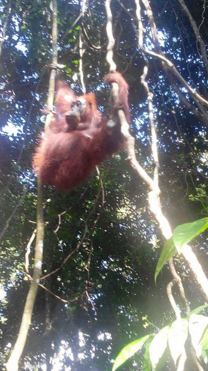 Jungle van sumatra geweldig wat een diversiteit