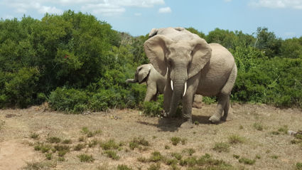 Boze olifant met kalfje.....  Addo nat park
