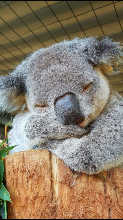 Wildlife parc gosford