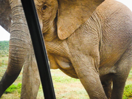 Mother elephant