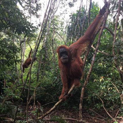 Doorlopen in de jungle van Sumatra!