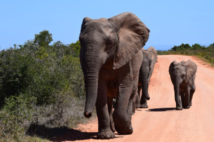 Addo Elephant