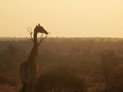 Sunset giraffe