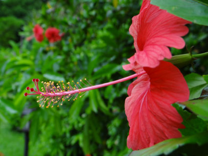 bloemen tuin