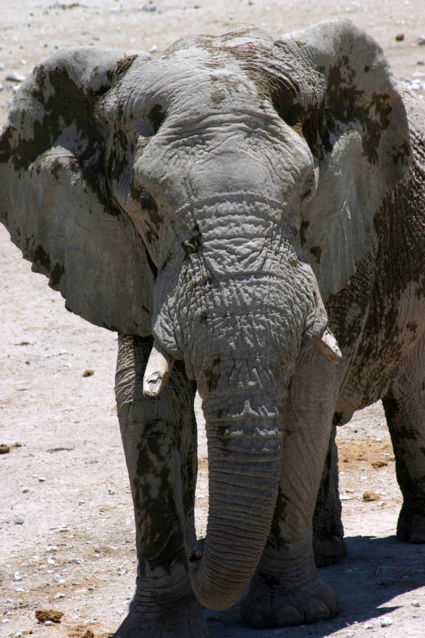 Olifant