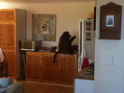 Baboon steelt mijn eten uit de koelkast van mijn huisje!