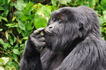 Peinzende gorilla