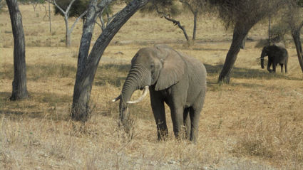 Olifant