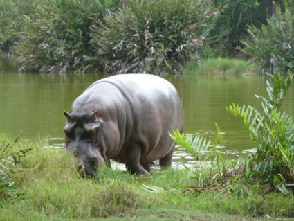 Nijlpaard in het Tsavo