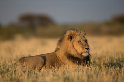 Leeuw in Kalahari