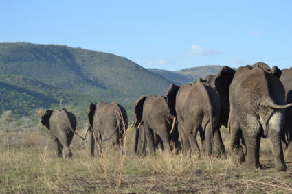 Olifanten op 10 meter afstand lopen fluisterend stil voorbij