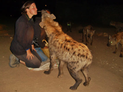 Voederen van de wilde (gevlekte) hyena's bij Harar (doch het blijven roofdieren)
