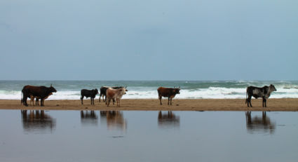 Koeien los op het strand aan de "wilde kust"