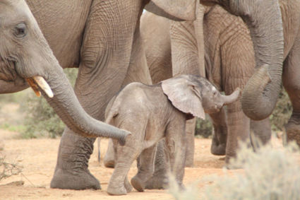 De hele familie beschermd de baby olifant