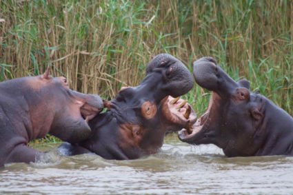 Nijlpaarden spelen