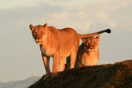 Pretty in Pink @ Gondwana Game Reserve