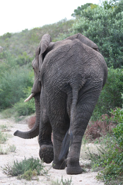 So long Mister... @ Gondwana Game Reserve
