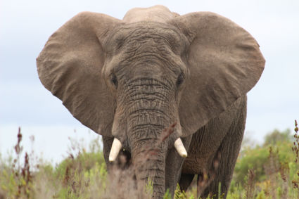 Big Boy  @ Gondwana Game Reserve